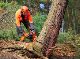 Best Tree Removal Services  in Little Ferry, NJ